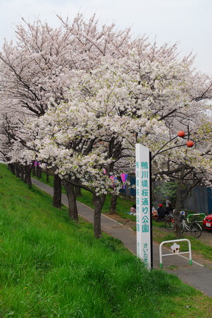 2007 桜